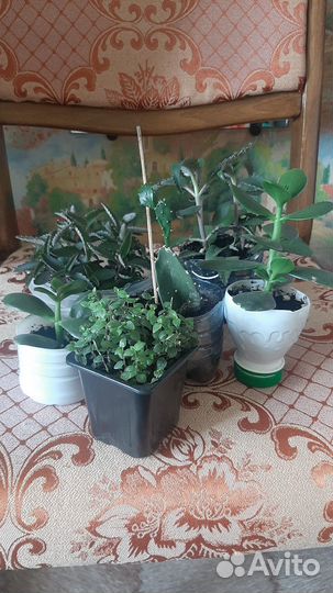 Комнатные цветы герань,кактус,красула