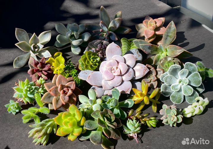 Набор срезов. Суккуленты