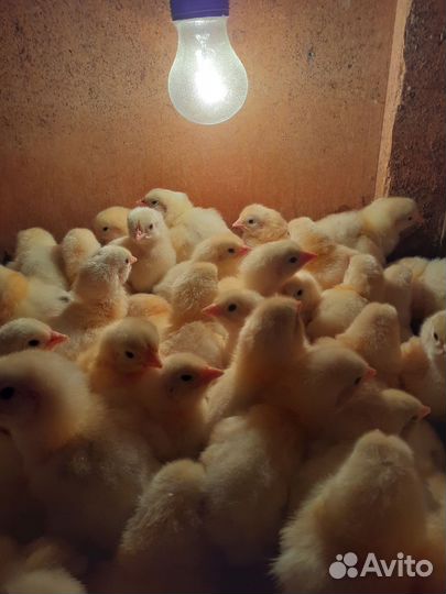 Цыплята бройлеры суточные