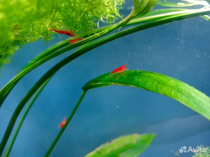 Аквариумные креветки