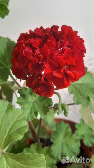 Пеларгония