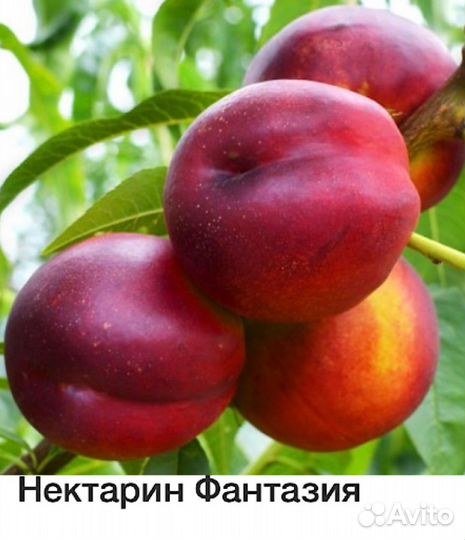 Персик кодоновидный