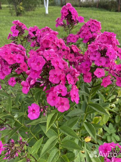 Флокс метельчатый