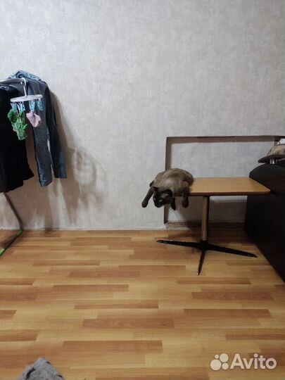 Кот в добрые руки