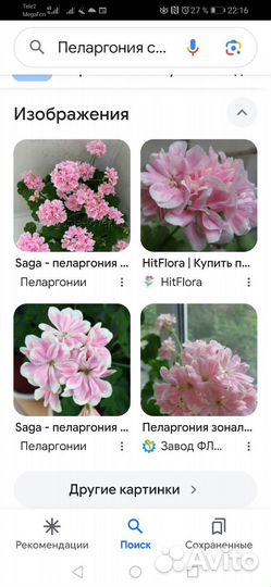 Пеларгония