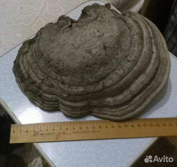 Гриб Трутовик продам