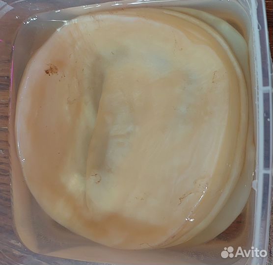 Чайный гриб комбуча