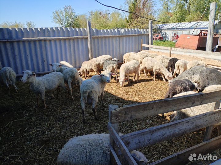 Бараны, ярки