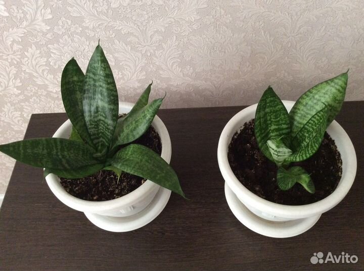 Сансевиерия либерика