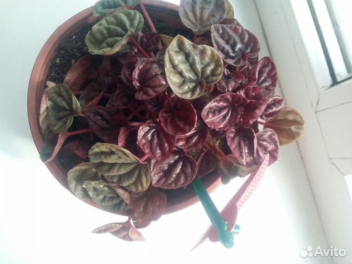 Бегония(пеперония)