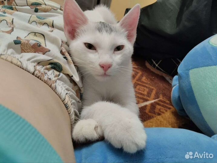 Кошечка в добрые руки