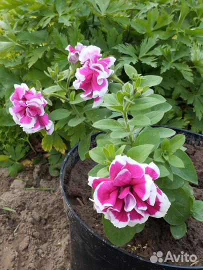 Петунии Tidal,ShockWave,RimMangenta