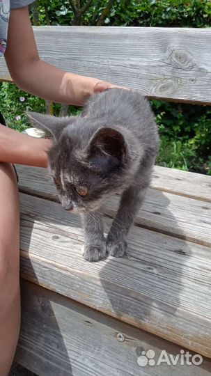 Котёнок, отдам в добрые руки