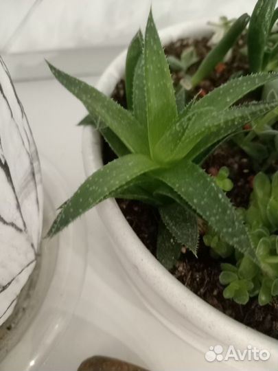 Комнатные цветы алоэ