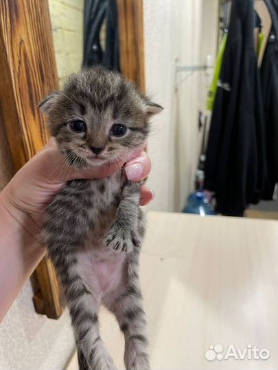 Котенок