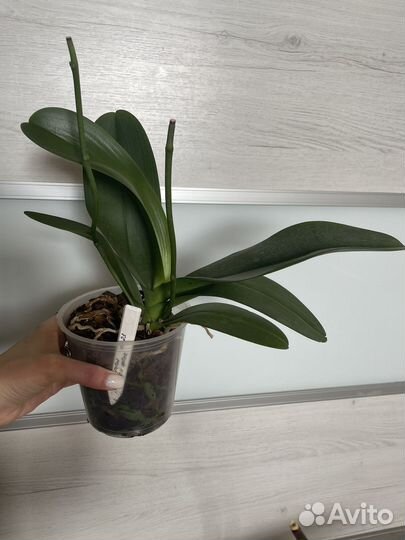 Орхидея фаленопсис