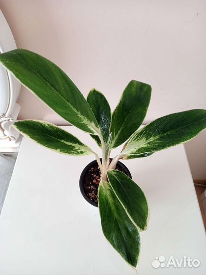 Аглаонема Сильвер Блю, Йок Канхана