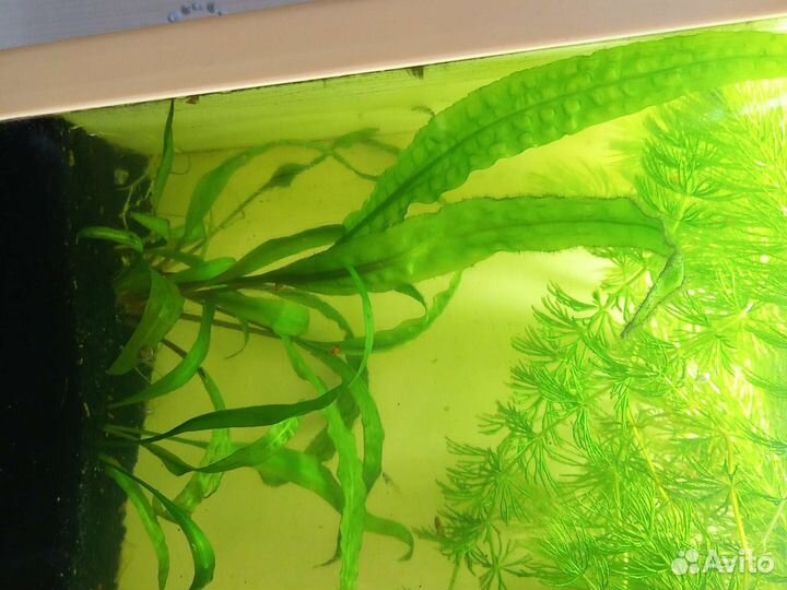 Аквариумное растение