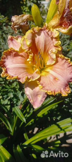 Новэе ту Хайд