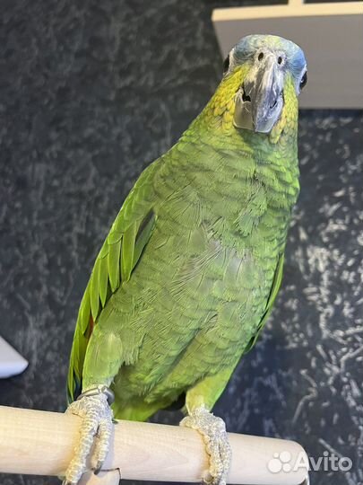 Венесуэльский Амазон