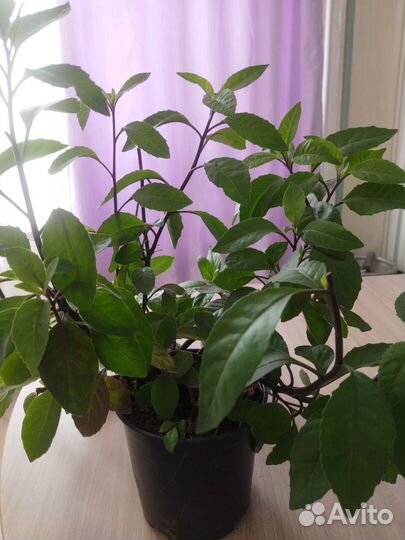 Джинура Прокумбенс