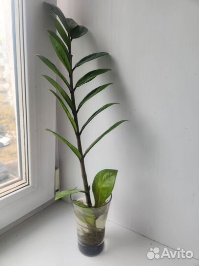 Замиакулькас