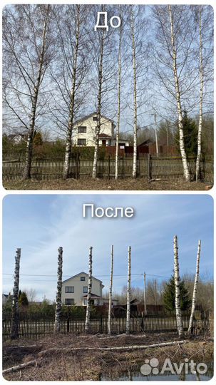 Спил деревьев