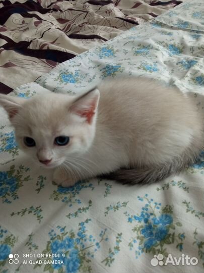 Котенок в добрые руки