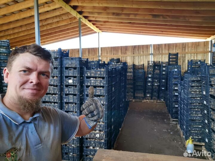 Чеснок сотовой