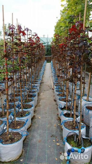 Клен Роял Ред 150-200 см