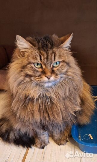 Сибирская кошка