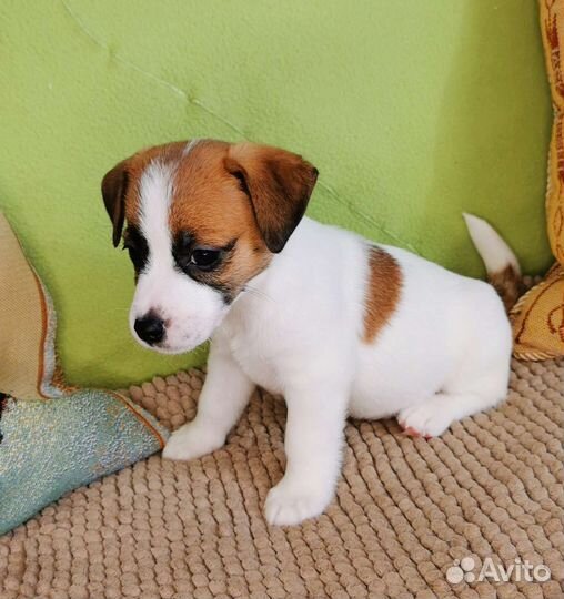 Джек Рассел терьер
