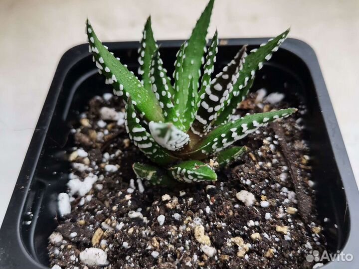 Граптопеталум красивый, эониум и другие суккуленты