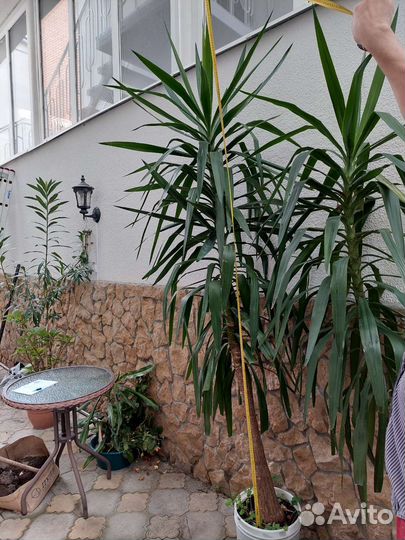 Пальма юкка