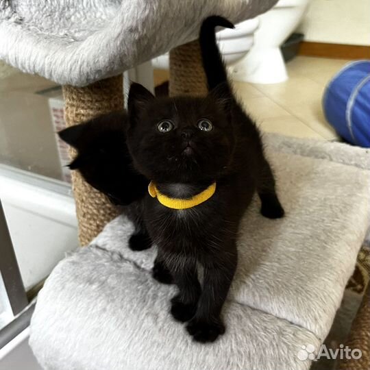 Черный котенок Люкс