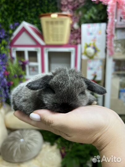 Кролики миниатюрные