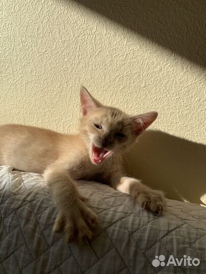 Котенок - лисенок Петечка