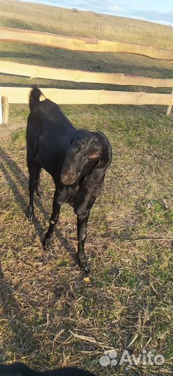 Козы и овцы