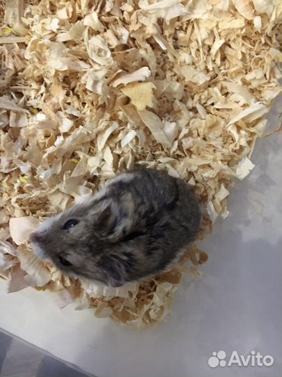 Джунгарский хомяк