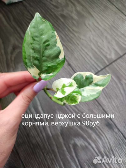 Сингониум, филодендрон, сциндапсус,диффенбахия