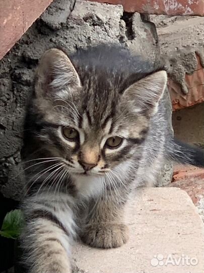 Котенок в дар бесплатно