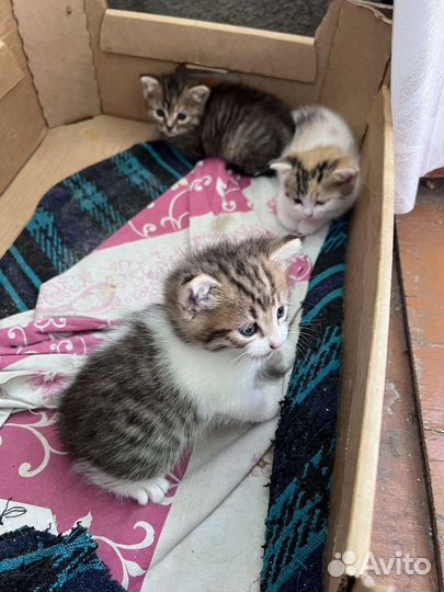 Котята в добрые руки