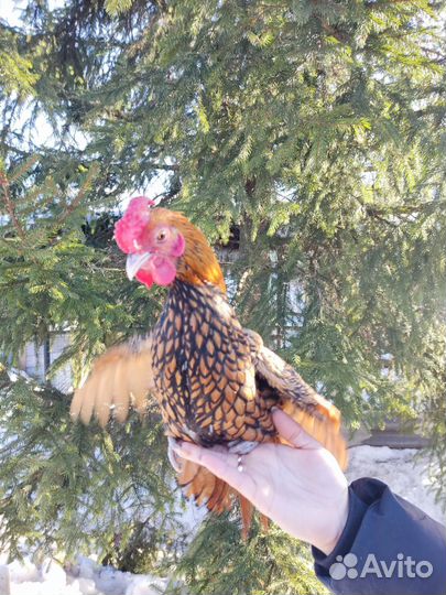 Петух Сибрайт