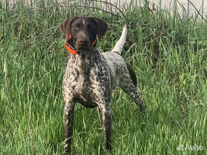 Щенки курцхаара