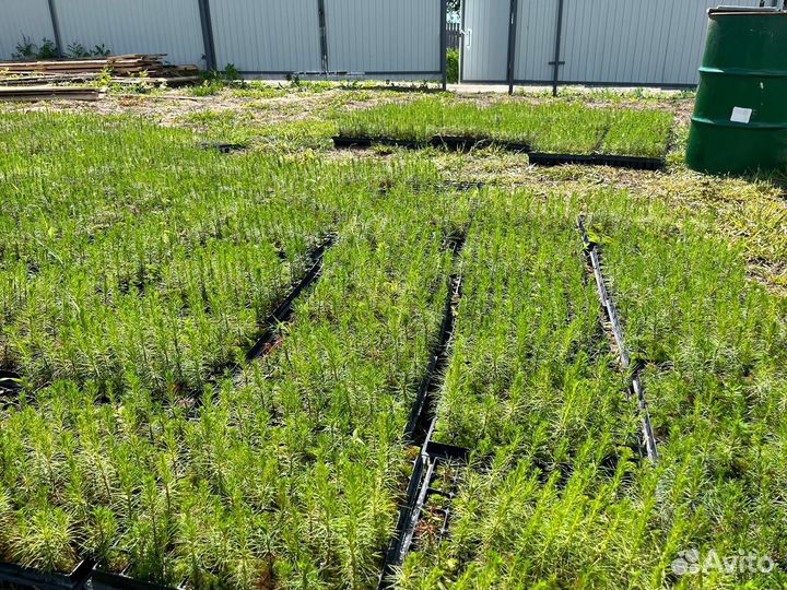 Сеянцы сосны зкс оптом