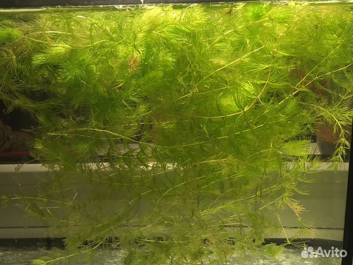 Роголистник