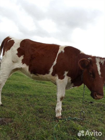 Телка1.5 года