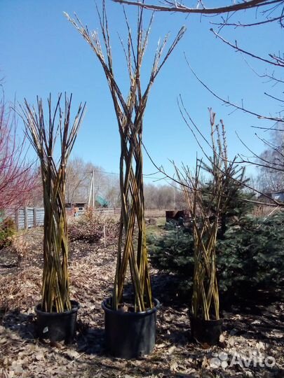 Плетеные деревья из ивы