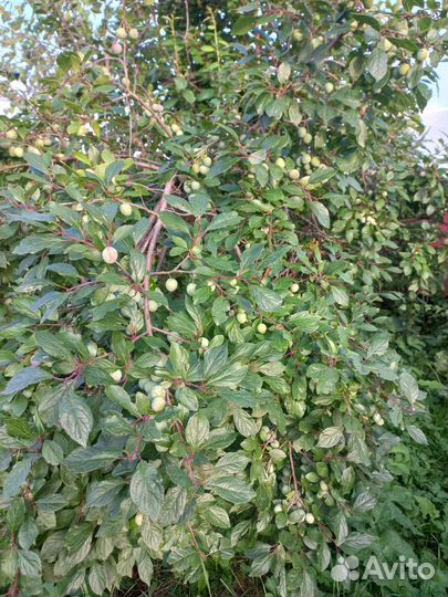 Яблони и вишни,саженцы смородины, малины, ирги