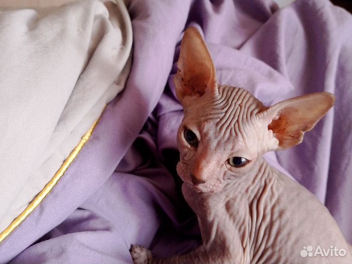 Канадский сфинкс котенок девочка